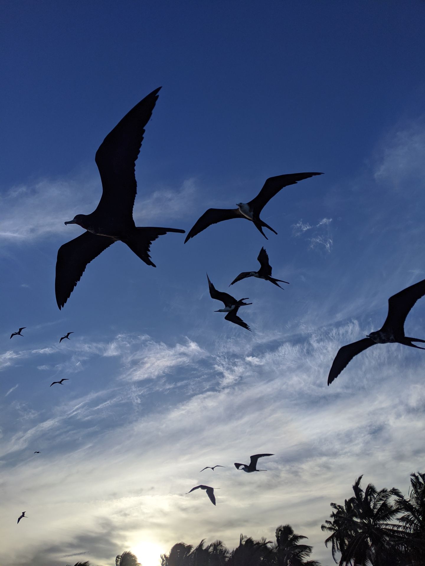 Frigate birds silhouetted in flight against blue sky