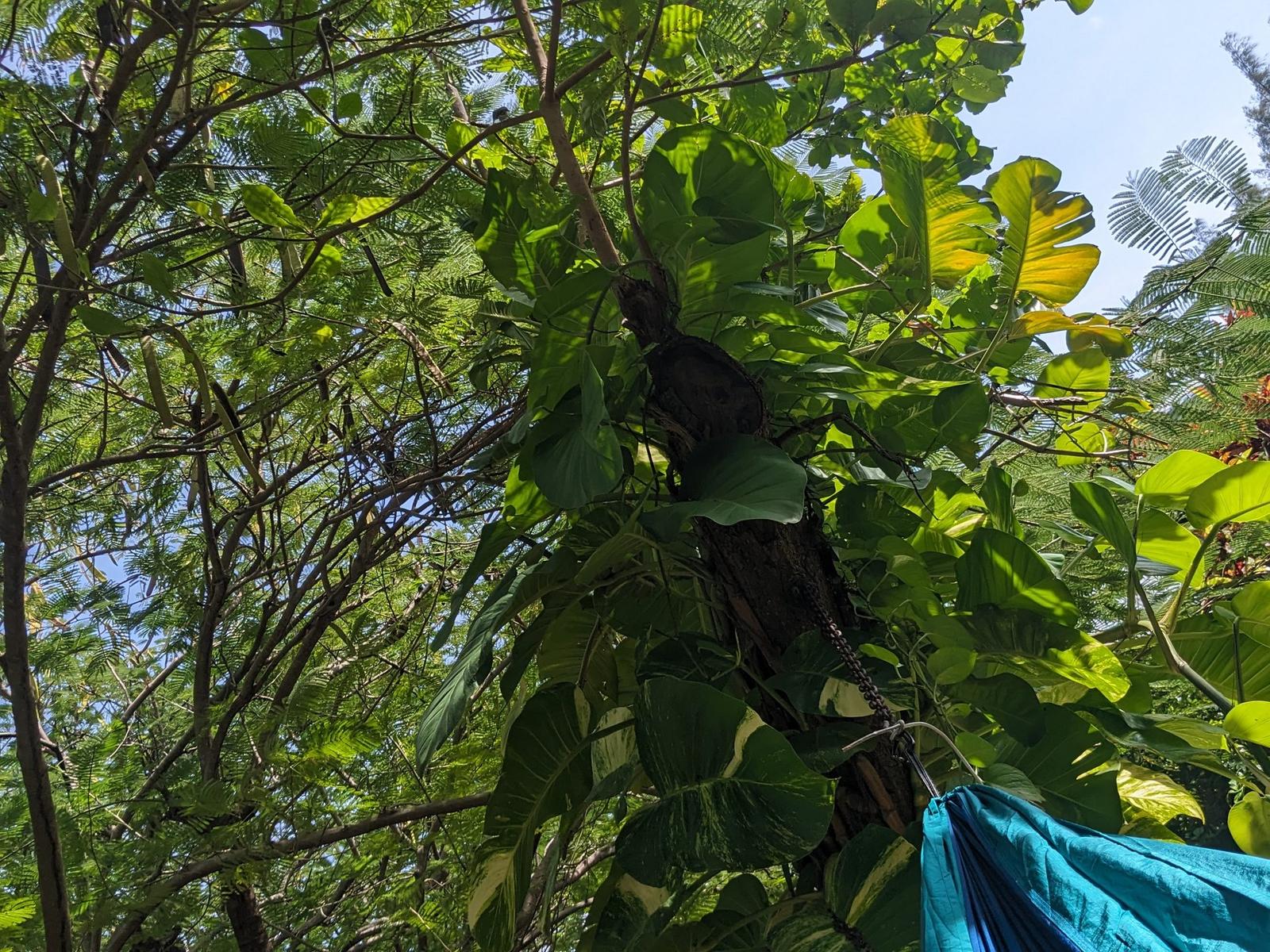 Turquoise hammock in tropical tree canopy